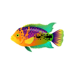 Fairy Rainbow Cichlid